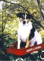 Archie's Radio Flyer