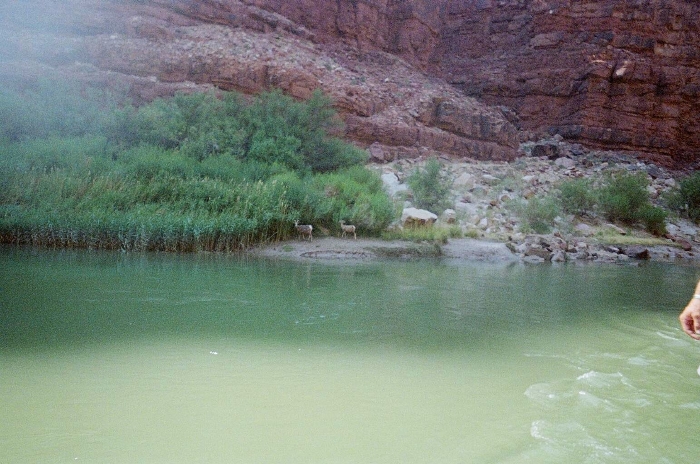Big Horn Sheep
